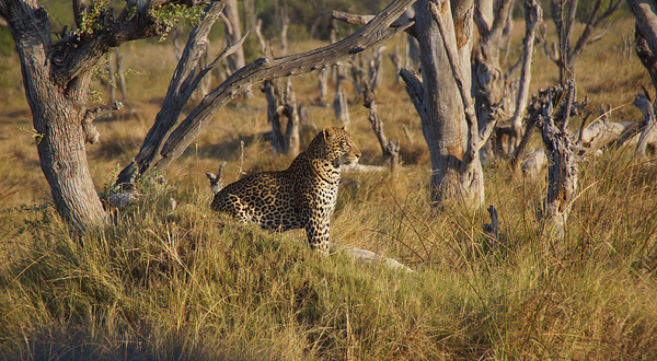 Moremi Wildlife Reserve