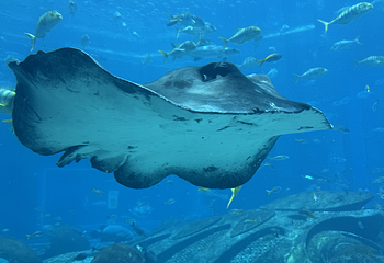 三亚亚特兰蒂斯失落的空间水族馆第 223 张图片