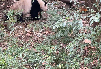 成都大熊猫繁育研究基地第 729 张图片