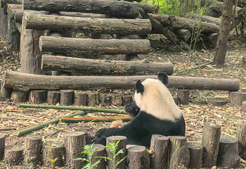 成都大熊猫繁育研究基地第 252 张图片