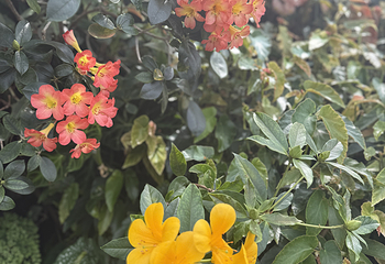 新加坡滨海湾花园第 471 张图片
