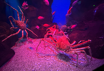 正佳极地海洋世界第 107 张图片