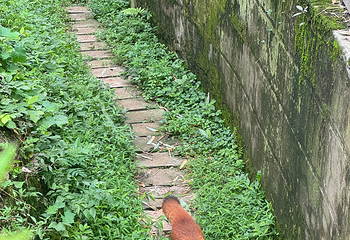 成都大熊猫繁育研究基地第 453 张图片