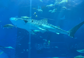 冲绳美丽海水族馆第 129 张图片