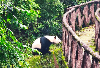 成都大熊猫繁育研究基地第 509 张图片