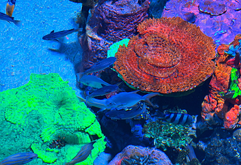 吉隆坡城中城水族馆第 51 张图片