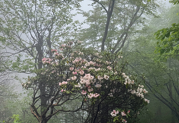 黄山风景区第 502 张图片