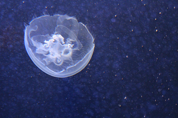 丹麦国立水族馆第 58 张图片