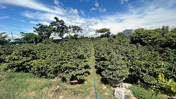 Làng Mai Háo Đức