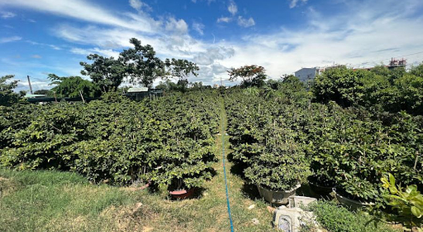 Làng Mai Háo Đức