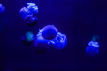 加拿大里普利水族馆第 27 张图片