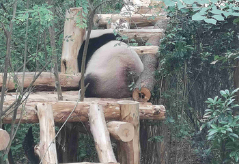 成都大熊猫繁育研究基地第 697 张图片
