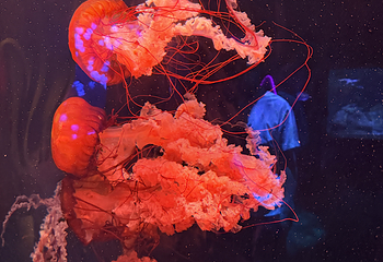 三亚亚特兰蒂斯失落的空间水族馆第 162 张图片