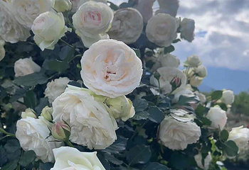 花伴一生玫瑰庄园第 19 张图片
