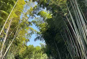 同里国家湿地公园第 129 张图片