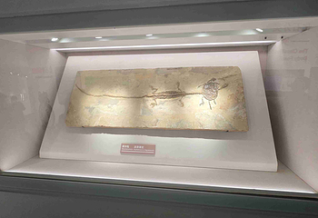 辽宁朝阳鸟化石国家地质公园第 103 张图片