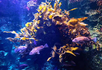 釜山SEA LIFE水族馆第 19 张图片