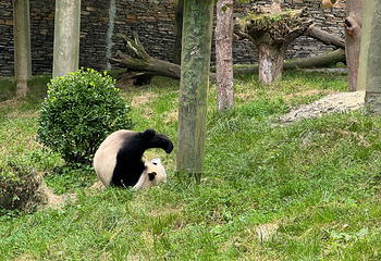 卧龙中华大熊猫苑神树坪基地第 68 张图片