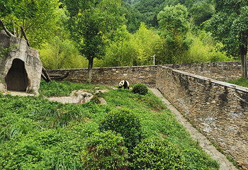 卧龙中华大熊猫苑神树坪基地第 58 张图片