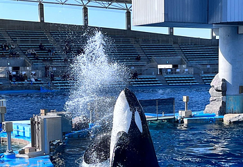 名古屋港水族馆第 6 张图片