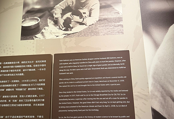 成都大熊猫繁育研究基地第 687 张图片
