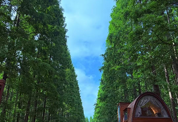 黄海森林公园第 36 张图片