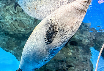 上海海洋水族馆第 184 张图片
