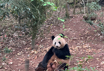 成都大熊猫繁育研究基地第 206 张图片