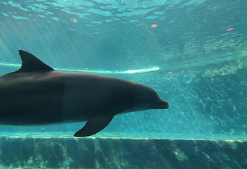 热那亚水族馆第 9 张图片