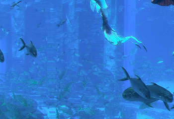 三亚亚特兰蒂斯失落的空间水族馆第 231 张图片