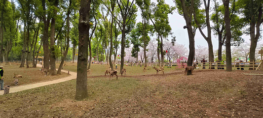 东湖樱花园第 57 张图片