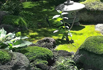 上海植物园第 59 张图片