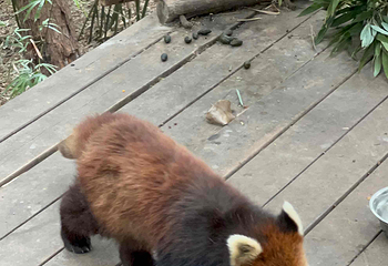 成都大熊猫繁育研究基地第 678 张图片