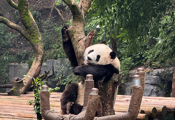 重庆动物园第 54 张图片