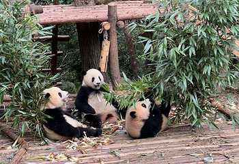 成都大熊猫繁育研究基地第 78 张图片