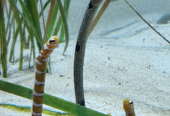 Sea Life COEX水族馆第 69 张图片