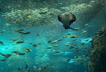 新江之岛水族馆第 25 张图片