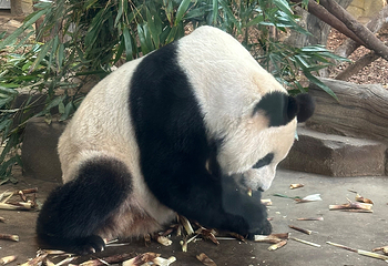 成都大熊猫繁育研究基地第 504 张图片