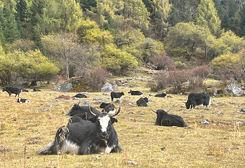 四姑娘山双桥沟景区第 175 张图片