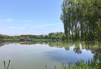 溱湖国家湿地公园第 36 张图片