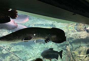 丹麦国立水族馆第 59 张图片