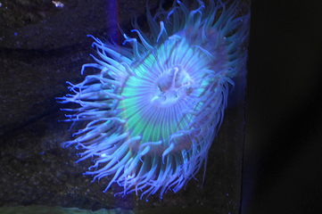 佛州水族馆第 24 张图片