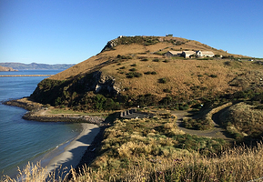 Blue Penguins Pukekura