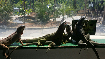 San Antonio Aquarium