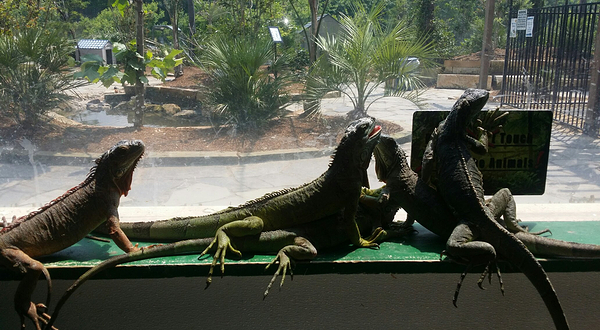 San Antonio Aquarium