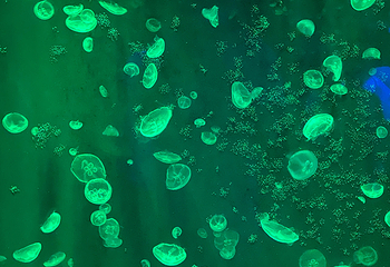 丽水Aqua Planet水族馆第 15 张图片
