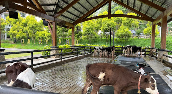 Cimory Dairyland Farm Theme Park Puncak