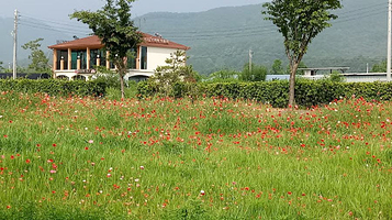 Big Love 草莓农场