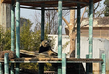 岳阳中华大熊猫苑第 4 张图片