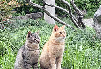 古猗园第 87 张图片